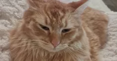 avatar petsitter