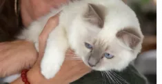 avatar petsitter