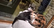 avatar petsitter
