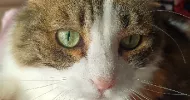 avatar petsitter