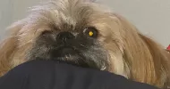 avatar petsitter