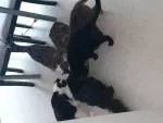avatar petsitter