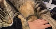 avatar petsitter