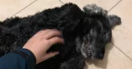 avatar petsitter