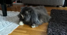 avatar petsitter