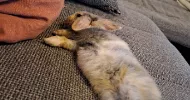 avatar petsitter