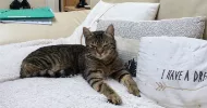 avatar petsitter