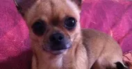avatar petsitter