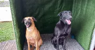 avatar petsitter