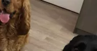 avatar petsitter