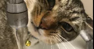 avatar petsitter