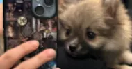 avatar petsitter