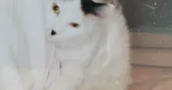 avatar petsitter
