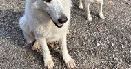 avatar petsitter