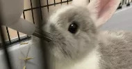 avatar petsitter