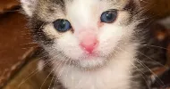 avatar petsitter