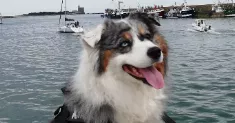 avatar petsitter