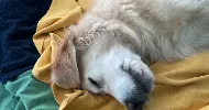 avatar petsitter