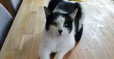 avatar petsitter