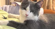 avatar petsitter