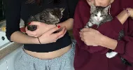 avatar petsitter