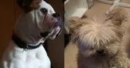 avatar petsitter