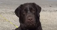 avatar petsitter