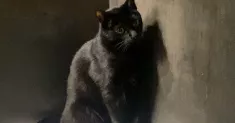 avatar petsitter