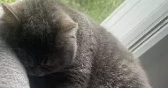 avatar petsitter