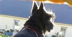avatar petsitter