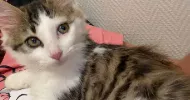avatar petsitter