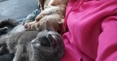 avatar petsitter
