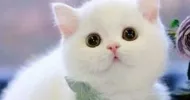 avatar petsitter
