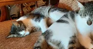 avatar petsitter