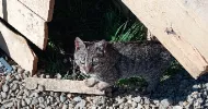 avatar petsitter