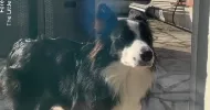 avatar petsitter