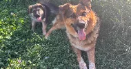 avatar petsitter
