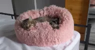 avatar petsitter