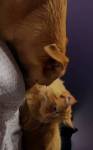 avatar petsitter
