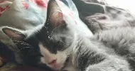 avatar petsitter