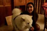 avatar petsitter