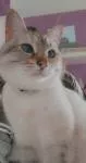 avatar petsitter