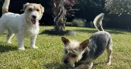 avatar petsitter