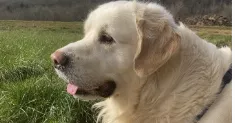 avatar petsitter