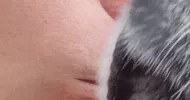 avatar petsitter