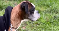 avatar petsitter