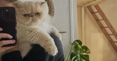 avatar petsitter
