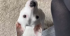 avatar petsitter