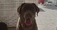 avatar petsitter