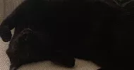 avatar petsitter